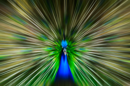 Male peacock bird. Open feathers tail. Pavo Cristatus の写真素材