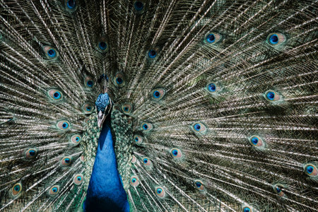 Male peacock bird. Open feathers tail. Pavo Cristatus 