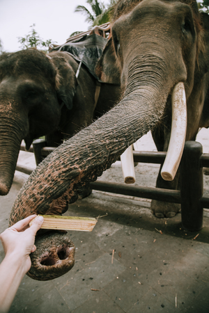 Big elephant animal close up in zooの写真素材