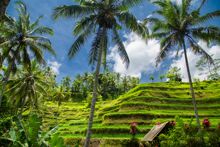 Green cascade rice field plantation at Tegalalang terrace. Bali, Indonesiaの写真素材