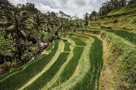 Green cascade rice field plantation at Tegalalang terrace. Bali, Indonesiaの写真素材