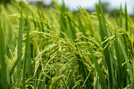 Fresh raw rice plant on green grass field. Agriculture harvest close up backgroundの写真素材