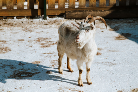 Little goat. Animals in contact zoo at winterの写真素材