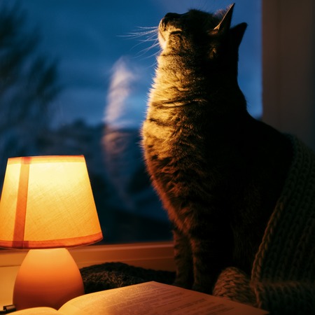 Cute cat under wool scarf, small table lamp and old vintage book on window sill. Cozy home in the duskの写真素材