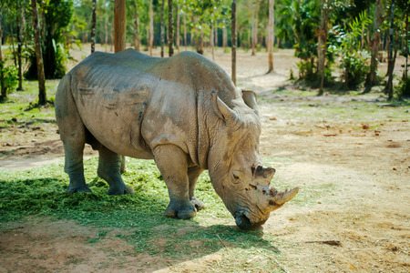 Rhino animal is eating at summer daytimeの写真素材