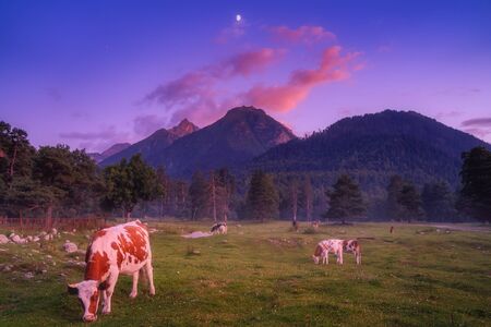 Nature mountains landscape at evening. Cow eating grass. Vibrant colors in the eveningの写真素材