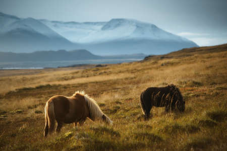 Icelandic horses on the grass in Northwest Icelandの写真素材