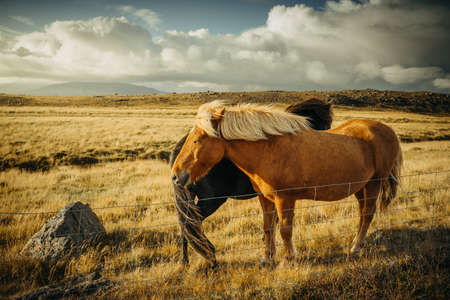 Icelandic horse animal in Iceland at sunset. Close up photoの写真素材