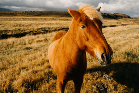 Icelandic horse animal in Iceland at sunset. Close up photoの写真素材
