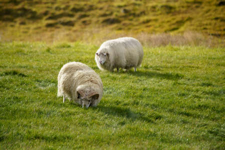Icelandic sheep animal on green grass in East Icelandの写真素材