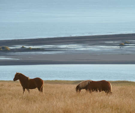 Icelandic horses on the grass in Northwest Icelandの写真素材