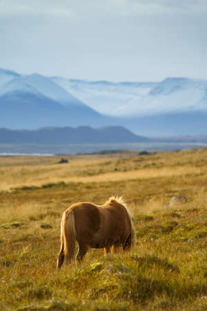 Icelandic horses on the grass in Northwest Icelandの写真素材