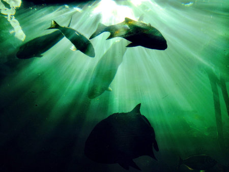 Fish in an aquarium
