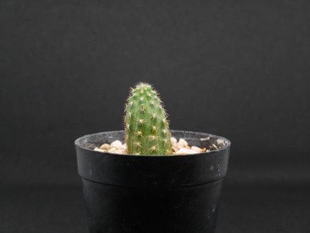 A small cactus in a pot on a black background