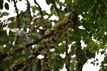 Weeping fig, Ficus benjamina, Banyan tree with fruits on branch.