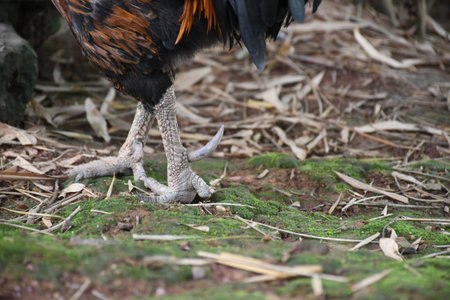 Leg of rooster with spurs closeup.