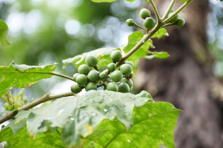 Green pea eggplants on a tree. Mini eggplant. Small eggplants closeup.