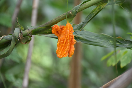 Ripe Balsam apple or Balsam pear or Bitter cucumber or Bitter gourd in garden.