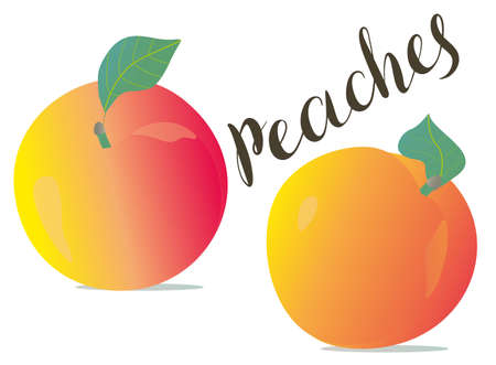 Vector peach illustration. Vector peaches isolated on white backgroundのイラスト素材