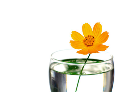 Orange cosmos flower isolated on white background in glassの写真素材