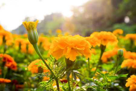 Marigold in the garden Thailandの写真素材