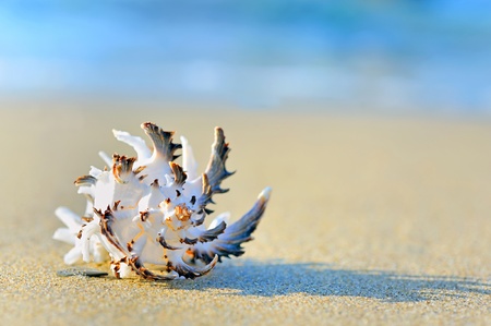 shell on sandの写真素材