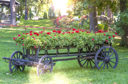 old wheel cart with flowers in the parkの写真素材
