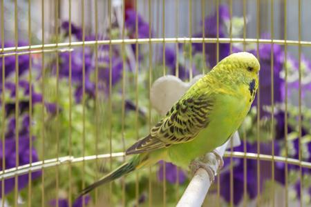 green wavy parrot sits in a cageの写真素材