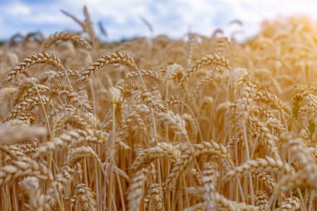 Closeup of organic rye grain field. Agriculture and harvest concept.の写真素材