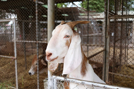 A white goat in cage is extending the head.