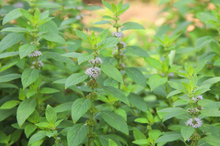European pennyroyal trees in nature, another name is Pennyroyal, Pudding grass.