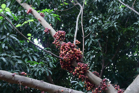 Red, brown, orange and green fruits of Cluster fig are on trunk and blur dark green leaves...