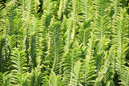 Branches and green leaves of Muehlenbeckia platyclada (F.v.Muell.)Meissen., Thailand.