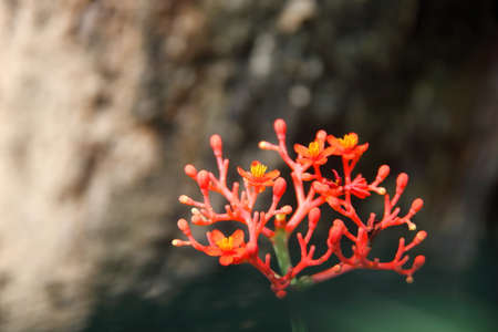 Branch of Buddha belly plat's buds and blur brown bark background. Another name is Bottle Plant Shrub, Thailand.の写真素材