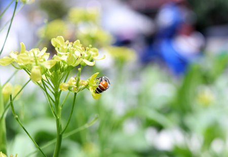 A insect is catching bright yellow flowers of False pakchoi or Mock pakchoi and blur green leaves...