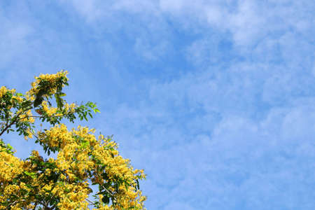 Yellow flowers of Burmese Ebony or Burma Padauk and blue sky background, Thailand.の写真素材