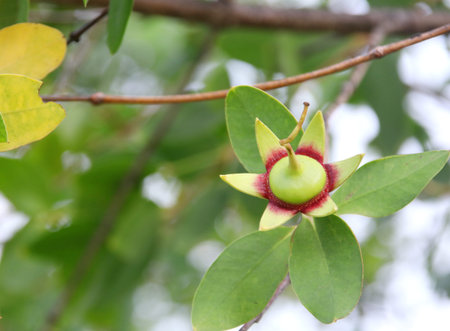 Green fruit of Mangrove is on branch, Thailand.の写真素材