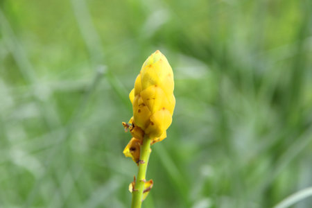 Young yellow flower of Acapulo and blur green grass background, another name is Candelabra bush,...