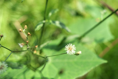 White seeds of Little ironweed on branch and blur green background, Thailand. Another name is...