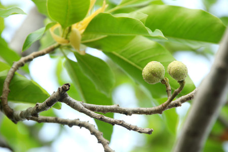 Light green fruit of White Champaka on branch and blur green leaves background, Thailand. Another...