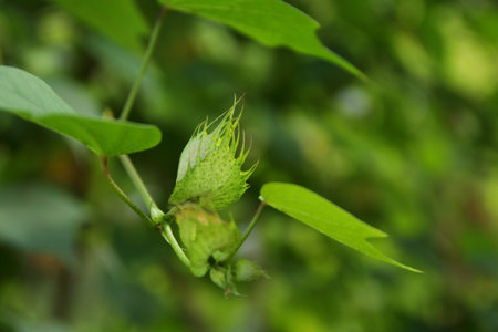 Young flower of Ceylon cotton tree on branch and blur green background. Another name is Chinese...