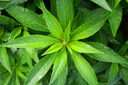 Garden Balsam's leaves top view in rainy day and droplet on leaves. Another name is rose balsam,...