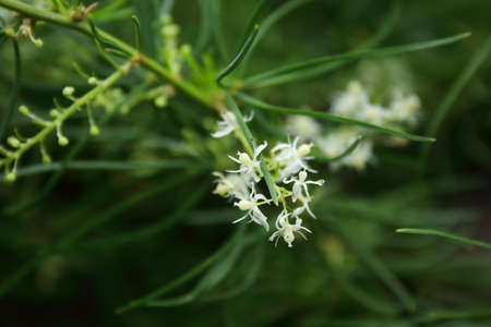 White flower of Shatavari blooming on branch and blur green leaves background.の写真素材