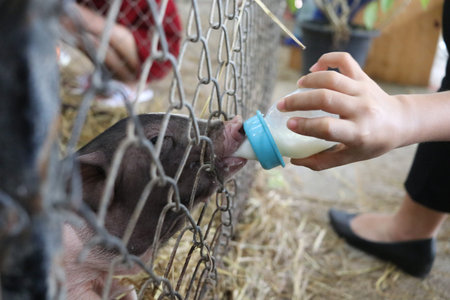 Hand of children is feeding pig in cage. The pig is eating milk in bottle .