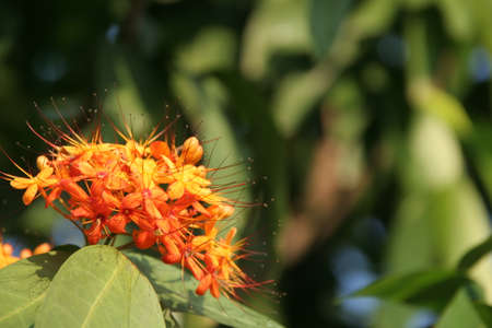 Ashoka tree's flowers blooming on bunch and blur green leaves background.の写真素材