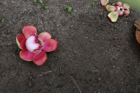 A dark pink flower of Cannonball is on dark soil ground.の写真素材