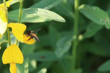 A insect catching flower of Indian hemp and green leaves background, another name is Sunn Hemp,...