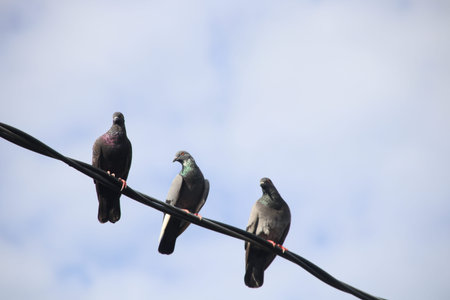 Tree pegeons are catching black wire and cludy sky background.