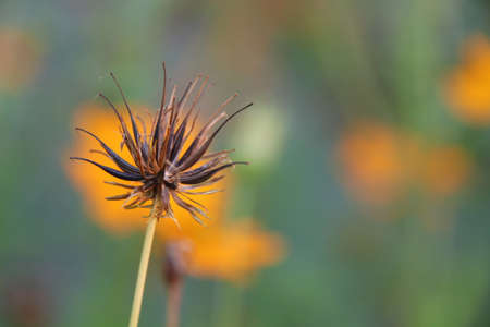 Seeds of Thai Cosmos or Mexican aster and blure backgrond.の写真素材