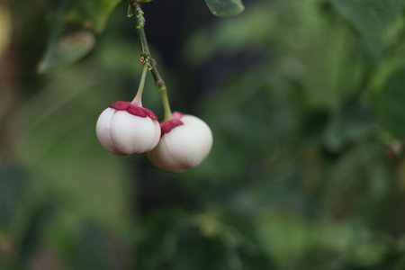 White fruits of Sauropus Androgynus and blur background. Thailand. Another name is Katuk, Phyllanthus geoffrayi, Senna Sophera.の写真素材